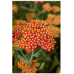 Achillea filipendulina 'Walter Funcke', Schafgarbe, orange, ca. 9x9 cm Topf