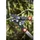 WOLF-Garten RS650 Basic Plus Astschere
