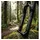 RockShox Domain B1 29 Zoll 0 mm Schwarz