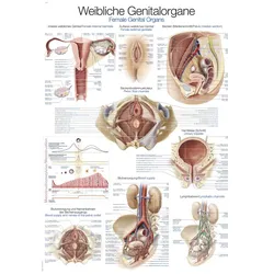 Lehrtafel  Weibliches Genital 50x70cm