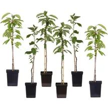 Plant in a Box - Apfelbäume - 6 Stk - Malus - Höhe 60-70cm - Topf 9cm