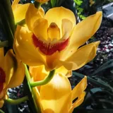 Cymbidium Blumenzwiebeln,Winterharte mehrjährige,cymbidium orchidee pflanze,Phalaenopsis Orchidee Echt,phalaenopsis orchideen,kolibri orchids,Orchideen Pflanzen,Cymbidium pflanze.-5zwiebeln-F