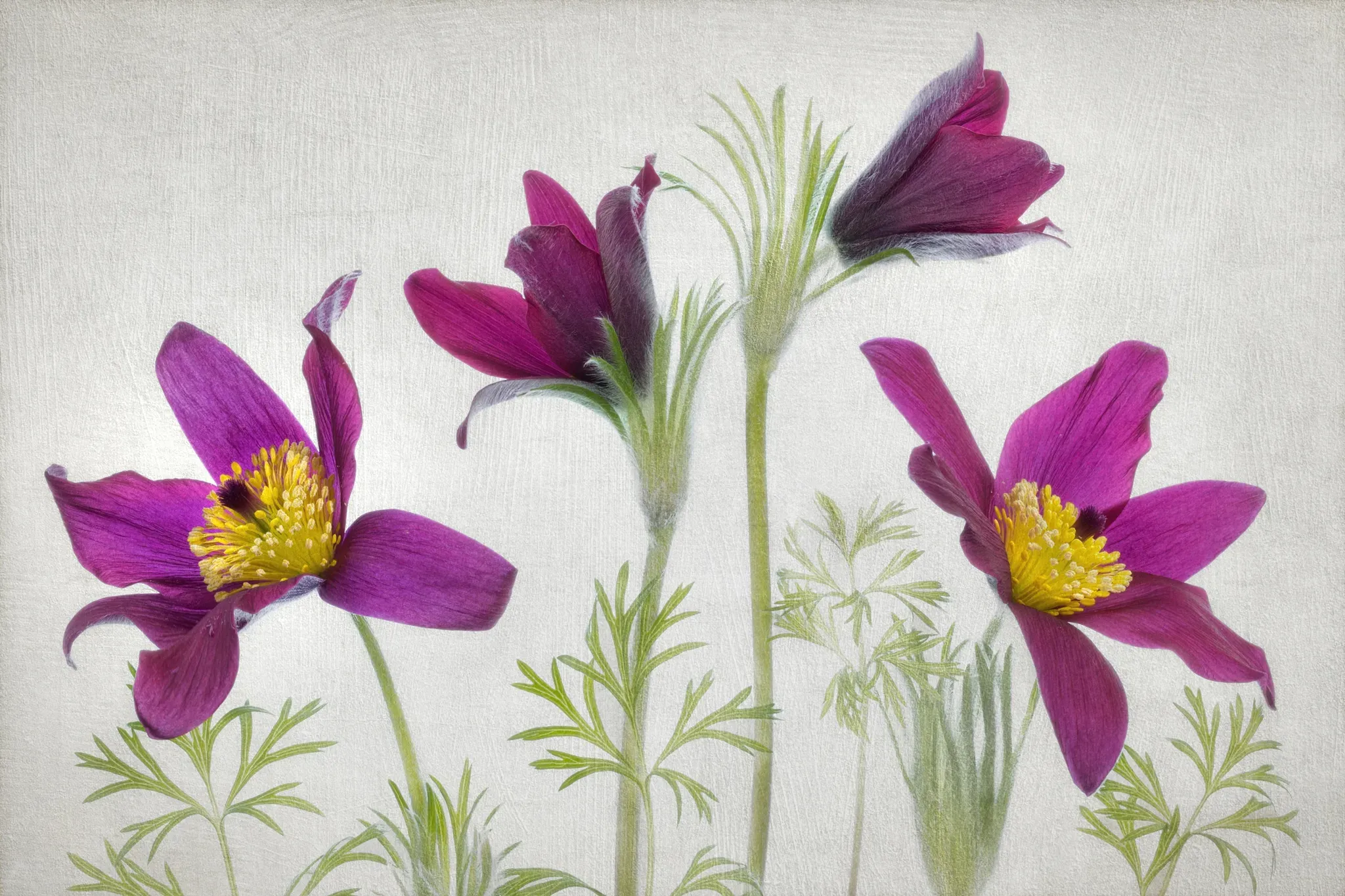 Fototapete PAPERMOON "Photo-Art MANDY DISHER, PULSATILLA", bunt, B:3,50m L:2,60m, Vlies, Tapeten