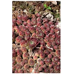 Sempervivum x cult.'Hey Hey', Hauswurz, ca. 9x9 cm Topf