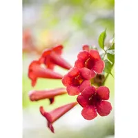 Pflanzen Für Dich Campsis radicans 'Fire Trumpet', Klettertrompete, orange-rot,
