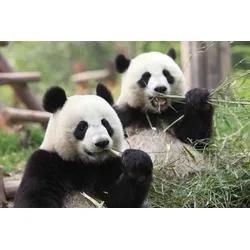 Fototapete PAPERMOON "Riesige Pandas", bunt, B:3,5m L:2,6m, Vlies, Tapeten