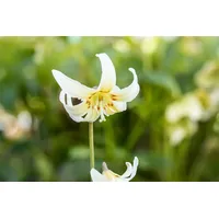 Pflanzen Für Dich Erythronium tuolumnense 'White Beauty', Hundszahn, ca.