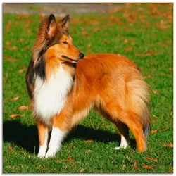 Artland Glasbild »Amerikanischer Collie«, Haustiere, (1 St.), in verschiedenen Größen Artland Farbe Bild(er): naturfarben