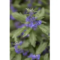 Pflanzen Für Dich Caryopteris clandonensis 'Blue Balloon', Bartblume, blau,