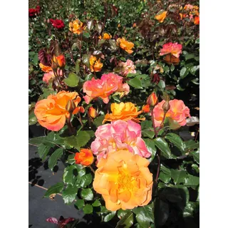 Edelrose Westzeit ® - Rosa Westzeit ® - Noack Rose - ADR Rose 2007