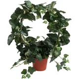 Botanic-Haus künstlicher Efeubogen im terrakottafarbenen Kunststofftopf