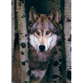 Eurographics Gray Wolf (6000-1244)