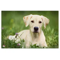 VELOFLEX 4651096 - Schreibtischunterlage Hund, 40 x 60 cm, rutschfest, abwaschbar, mit transparenter Antireflex-Schutzfolie, Schreibtischauflage, Malunterlage, Bastelunterlage, 1 Stück