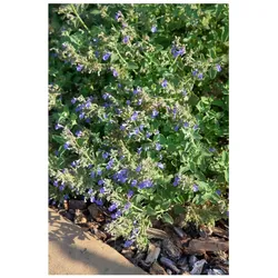 Nepeta cataria, Katzenminze, aromatisch, ca. 9x9 cm Topf