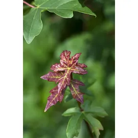 Pflanzen Für Dich Acer Campestre Feldahorn 60–100 cm