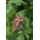 Pflanzen Für Dich Acer Campestre Feldahorn 60–100 cm