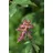 Pflanzen Für Dich Acer Campestre Feldahorn 60–100 cm