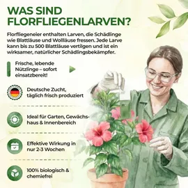 cubero gmbh Florfliegenlarven gegen Blattläuse & Wollläuse 1 Karte für 2 m2