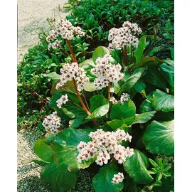 Pflanzen Für Dich Staude Bergenia cord. Bressingham White, 1 St., Bergenie, Riesensteinbrech weiß