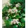 Pflanzen Für Dich Staude Bergenia cord. Bressingham White, 1 St., Bergenie, Riesensteinbrech weiß