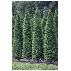 Carpinus betulus 'Fastigiata', Hainbuche, säulenförmig, 125–150 cm