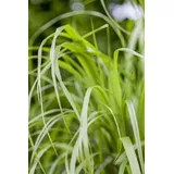 Pflanzen Für Dich Calamagrostis Brachytricha Diamantgras 3-5 Liter Container