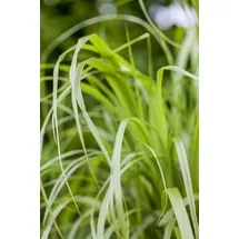 Pflanzen Für Dich Calamagrostis Brachytricha Diamantgras 3-5 Liter Container