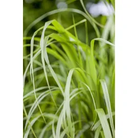 Pflanzen Für Dich Calamagrostis Brachytricha Diamantgras 3-5 Liter Container