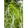 Pflanzen Für Dich Calamagrostis Brachytricha Diamantgras 3-5 Liter Container