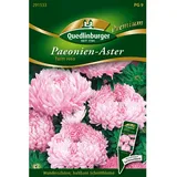 Quedlinburger Saatgut Quedlinburger Paeonienastern ''Turm rosa''