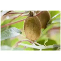 Pflanzen Für Dich Actinidia chinensis 'Hayward', Kiwi, 60–100 cm