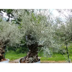 genau dieser Baum L2 Olivenbaum 250 cm, knorrige alte urige Olive winterhart