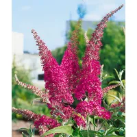 Pflanzen Für Dich Buddleja davidii 'Summer Beauty', Schmetterlingsflieder, rosa,