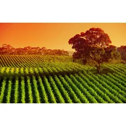 Fototapete PAPERMOON "Baum in Feld", bunt, B:4,50m L:2,80m, Vlies, Tapeten