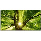 Artland Glasbild »Sonne strahlt explosiv durch den Baum«, Bäume, (1 St.), grün