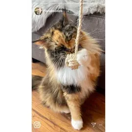 Affenfaust Katzenball