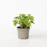 Plant in a Box - Hortensie - Hydrangea paniculata