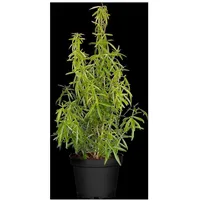 Pflanzen Für Dich Choisya ternata 'Aztec Pearl', Orangenblume, weiß,