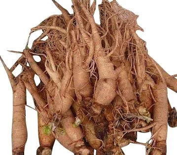 koreanischer ginseng