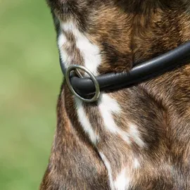 Kieffer Ultrasoft Hundehalsband Schwarz 50 cm