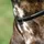 Kieffer Ultrasoft Hundehalsband Schwarz 50 cm