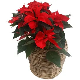 beck ag Rattan Ø 45 x 43 cm Grau