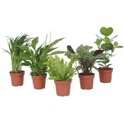 Plant in a Box Areca, Asplenium, Clusia, Philodendron, Spathiphyllum - Luftreinigende Pflanzenmischung 5er Set Höhe 25-40cm
