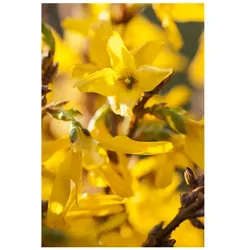 Forsythia intermedia 'Mikador', Forsythie, gelb, 40–60 cm