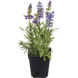 Lavendel Grün ca. 25cm