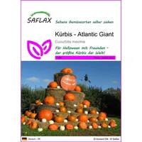SAFLAX - Kürbis - Atlantic Giant - 7 Samen