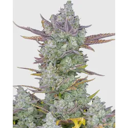 Gorilla Cookies Auto | Autoflowering Hanfsamen von Fast Buds | 3 Hanfsamen