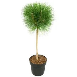 Plant in a Box Zwergkiefer - Pinus Summer Breeze Höhe 70-80cm
