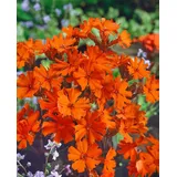 PlantaPro Lychnis arkwrightii 'Vesuvius' 9x9 cm Topf – Winterhart, Mehrjährig, Pflegeleicht – Brennende Liebe – Staude für Beet & Rabatte