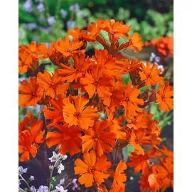 Pflanzen Für Dich Staude Lychnis arkwrightii Vesuvius, 1 St., Arkwright-Leimkraut